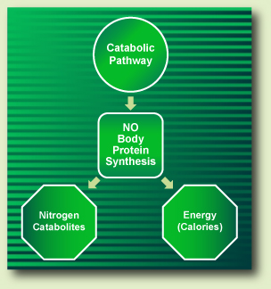 Compare the energy usage in anabolic and catabolic pathways